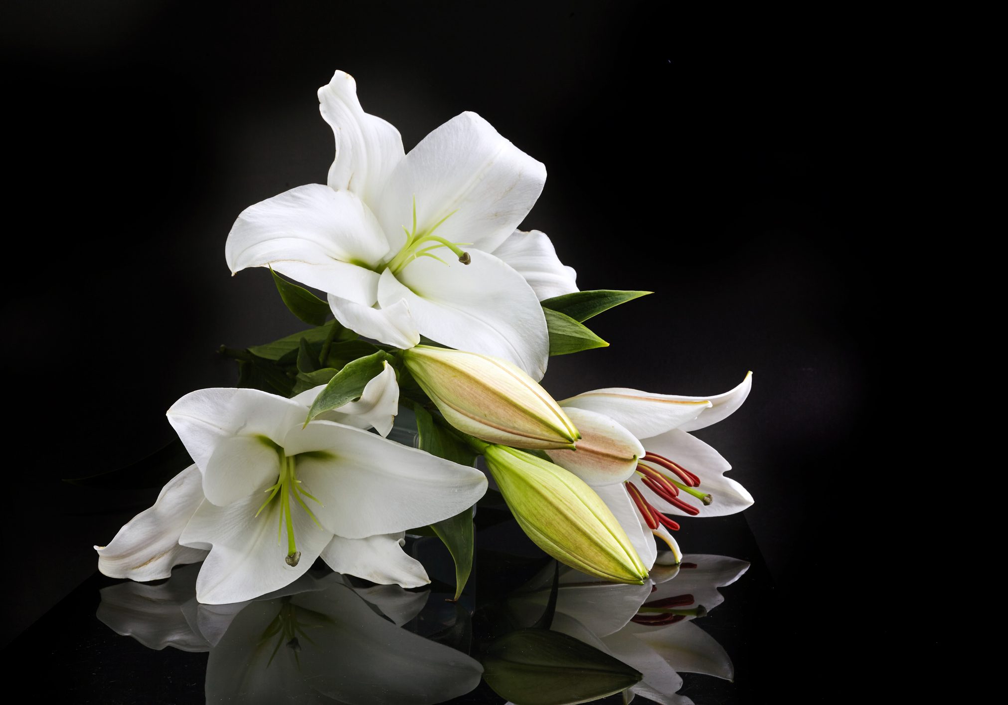 Lily on black for celebration decoration design. Spring, nature background. Lily on black for celebration decoration design. Spring background.